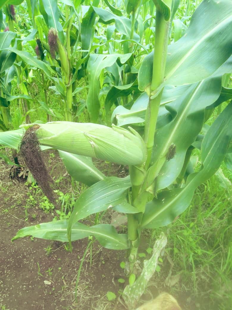 AfrintBio's tweet photo. Maïs 🌽 bio https://t.co/EOxUnd6GIx
