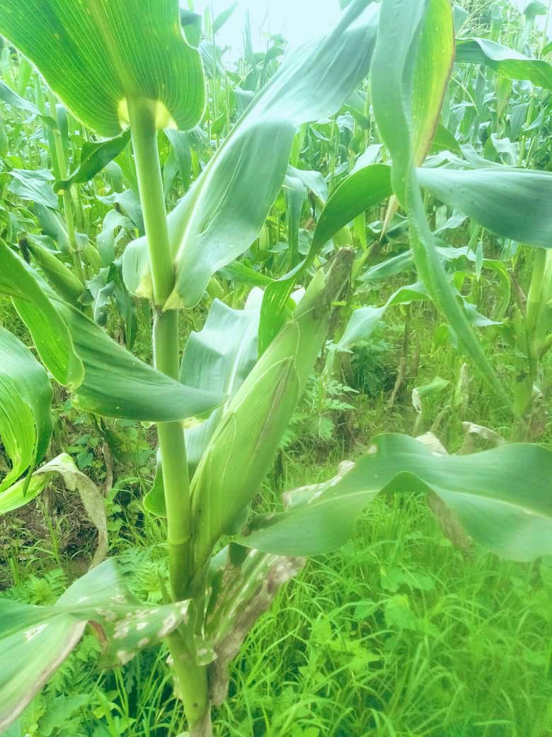 AfrintBio's tweet photo. Maïs 🌽 bio https://t.co/EOxUnd6GIx