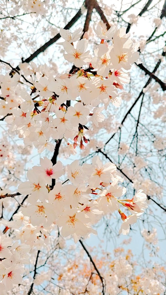 マオ「マオーちゃんと近所の公園で桜デートしてきた() 」|さおりのイラスト