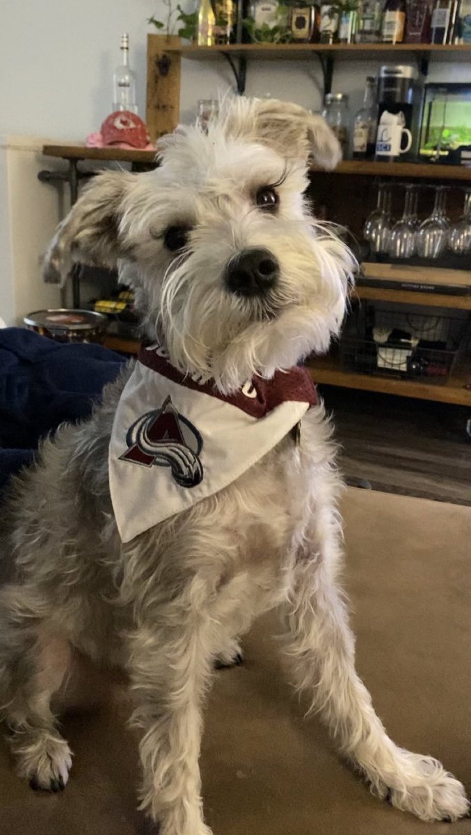 sarbear510's tweet photo. #goavsgo https://t.co/x6nzJq8amc
