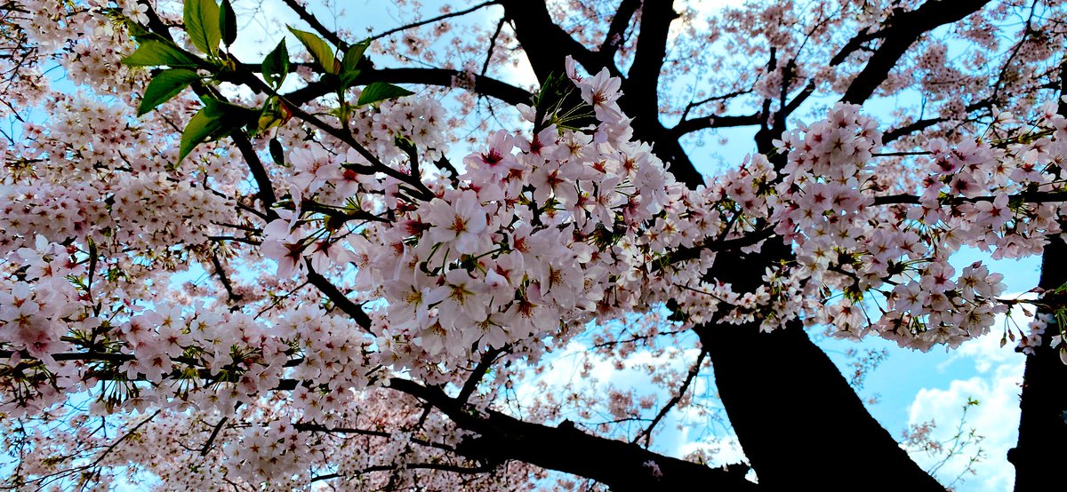 「最近色々ありすぎて今年は桜見れないかもと思ってたので見れて良かった 」|ミツル🐟のイラスト