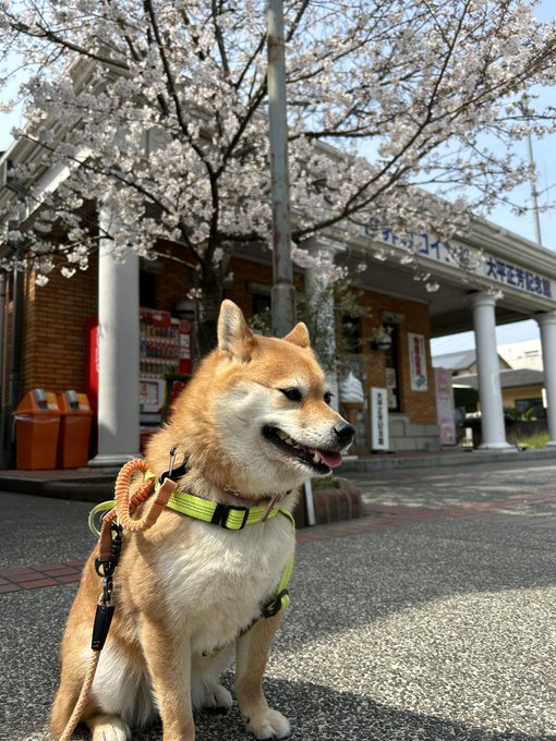 もみさんぽ２０２３道の駅ことひきの桜🌸ヤドンと柴犬柴犬もみじ🐕香川県観音寺市有明町2023/3/30#観音寺市 #香川県