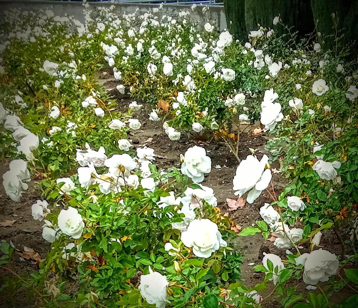 jeesuekim's tweet photo. I was walking down the hill when I saw a host of lovely white roses, singing and dancing while chatting away amongst themselves. #white roses #wordsworth https://t.co/naSXliEDTU