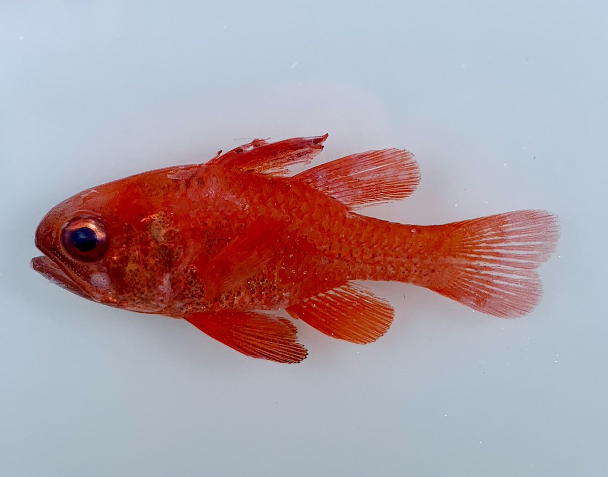 Glenn Moore (@westozfish) on Twitter photo Fish time! This beauty is the Orange Cardinalfish Vincentia punctata - a true southern Australian endemic. From this morning’s dive at the rather ominously named Pointer Island #WudjariEsperanceBushBlitz #wudjaricountry <a href="/BushBlitz2/">Bush Blitz</a> <a href="/Parks_Australia/">Parks Australia</a> <a href="/wamuseum/">Western Australian Museum</a> <a href="/minderoo/">Minderoo Foundation</a> Fish time! This beauty is the Orange Cardinalfish Vincentia punctata - a true southern Australian endemic. From this morning’s dive at the rather ominously named Pointer Island #WudjariEsperanceBushBlitz #wudjaricountry <a href="/BushBlitz2/">Bush Blitz</a> <a href="/Parks_Australia/">Parks Australia</a> <a href="/wamuseum/">Western Australian Museum</a> <a href="/minderoo/">Minderoo Foundation</a>