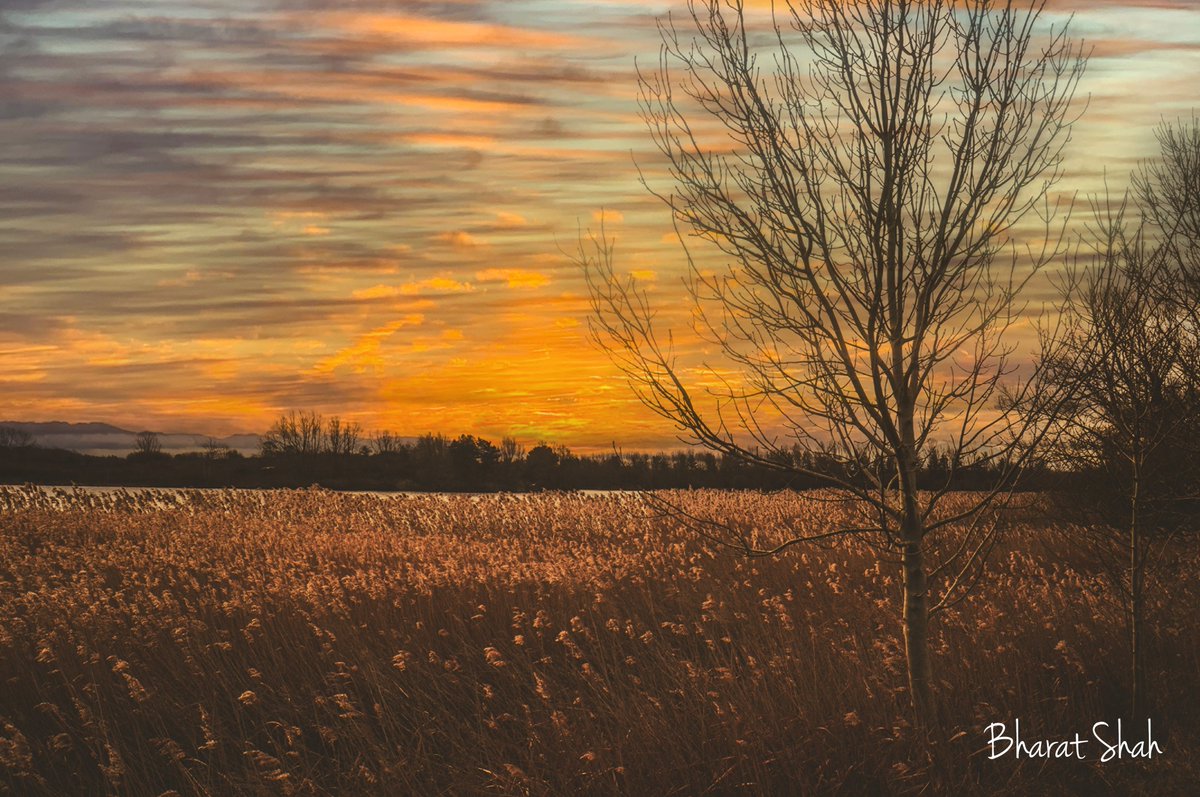 Willen Lake North, Milton Keynes. 
Time stamp of winter. 

#ScenesfromMK #ThePhotoHour #TwitterNatureCommunity #TwitterNaturePhotography

Adobe #Lightroom Adobe #photoshopediting