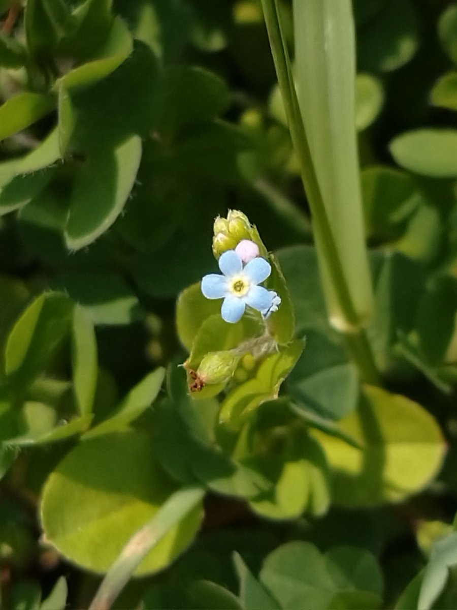 Lot415's tweet image. ワスレナグサを見つけました。#ワスレナグサ #花