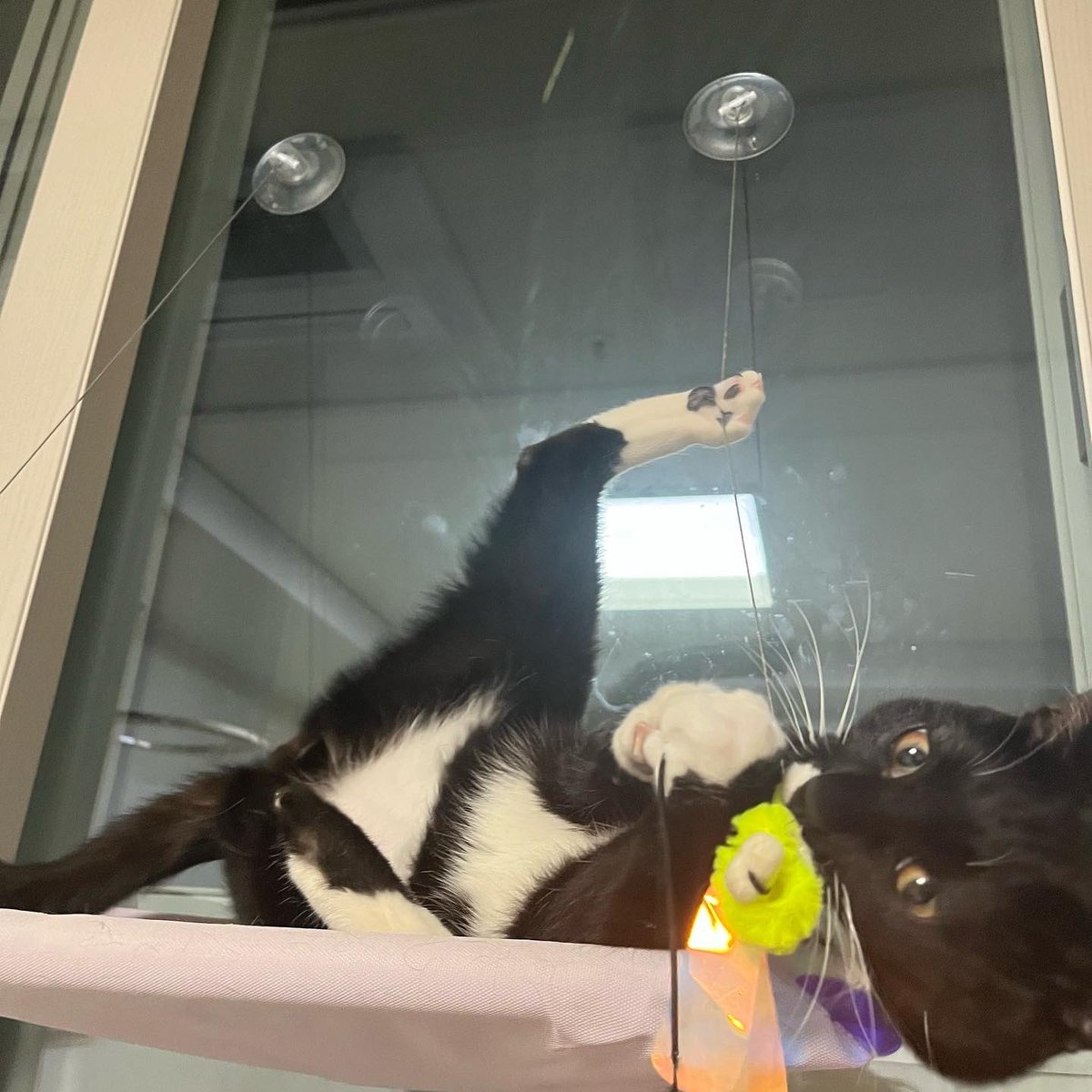 aggangtrio's tweet photo. 유연 고양이;; 🐈‍⬛ https://t.co/oCgBytx1PC