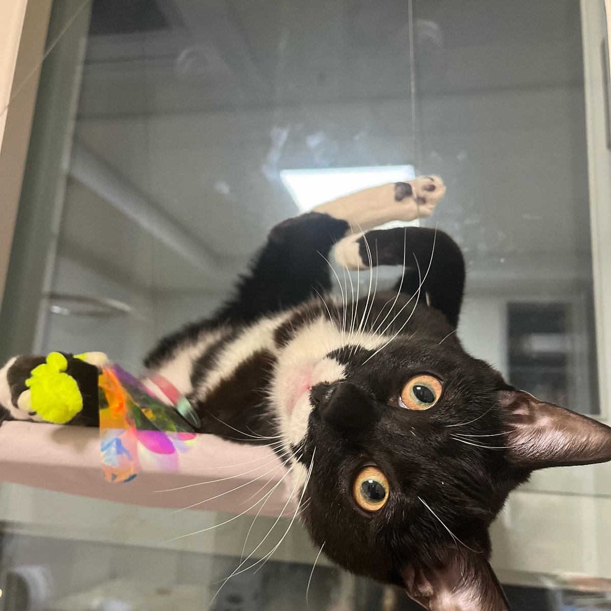 aggangtrio's tweet photo. 유연 고양이;; 🐈‍⬛ https://t.co/oCgBytx1PC