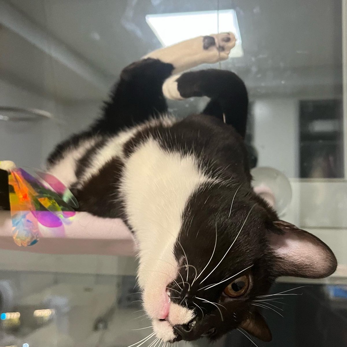 aggangtrio's tweet photo. 유연 고양이;; 🐈‍⬛ https://t.co/oCgBytx1PC