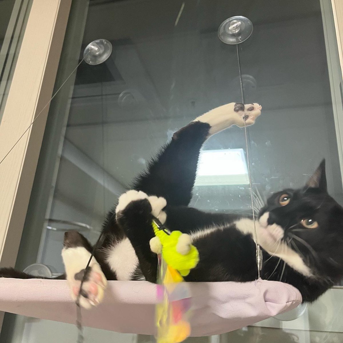 aggangtrio's tweet photo. 유연 고양이;; 🐈‍⬛ https://t.co/oCgBytx1PC