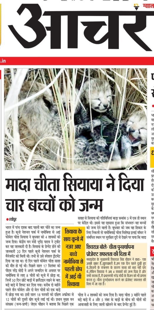 projssheopur's tweet image. #बधाई_हो... चीते हुए हैं...
कूनो से खुशखबरी : भारत की धरती पर 71 वर्ष बाद जन्मे चीता शावक
-
@CMMadhyaPradesh
@JansamparkMP
@minforestmp
#CheetahStateMP 
#JansamparkMP