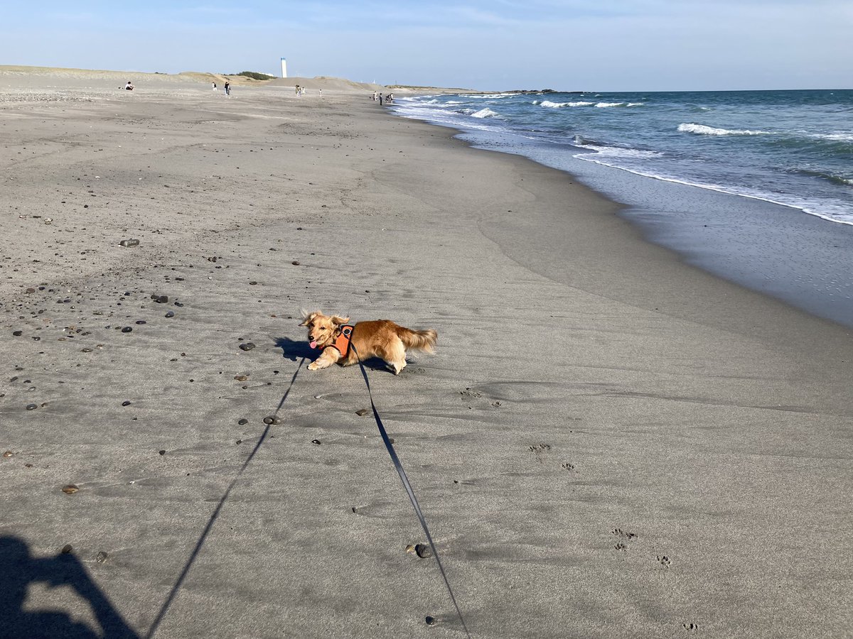 犬と行った海、楽しかったなぁと写真を見返してばかりいるランチタイム🥪
#犬 #ミニチュアダックス #中田島砂丘 #浜松市 https://t.co/y6ebcMvQEe… https://t.co/09ZV9pcIhF