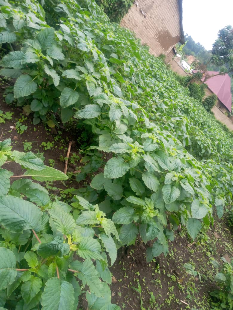 ntashyeneza's tweet photo. With this variety of amaranth the malnutrition should be eradicated!
Five plants are enough for a family! https://t.co/UGve2AGIkY