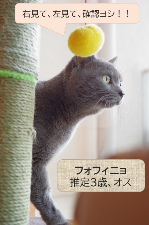 kawasaki_catdog's tweet photo. 【譲渡動物情報】
新しく「フォフィニョ」が追加されました！
ちょっと覚えにくい名前ですが、その姿は一目見たら忘れられないはず…
シャイボーイですが、人にも環境にじっくりゆっくり馴れていっているところです(・∀・)♪
詳���い情報はコチラ→https://t.co/vbipIdxnod https://t.co/Eyt9AywU64