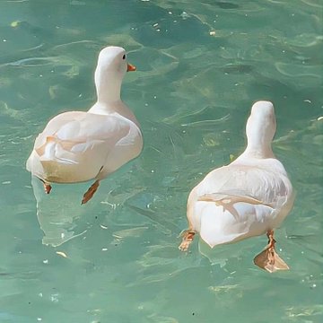 daria_wite's tweet photo. 🦢 https://t.co/3IptMD3ShV