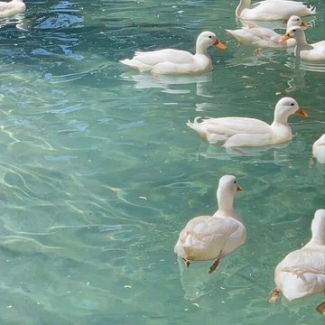 daria_wite's tweet photo. 🦢 https://t.co/3IptMD3ShV