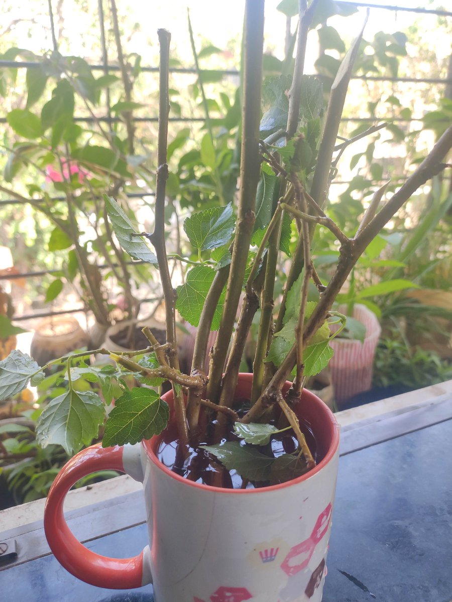 3d_india's tweet photo. Trying to root the Mulberry plant cutting in water and Soil. Will it root in water? Will have to see if it roots well in water or soil.
#50trees #fiftytreesofMumbai #GardeningTwitter #GardenersWorld @seasonwatch_in #Mulberry https://t.co/MIWysIVVcm