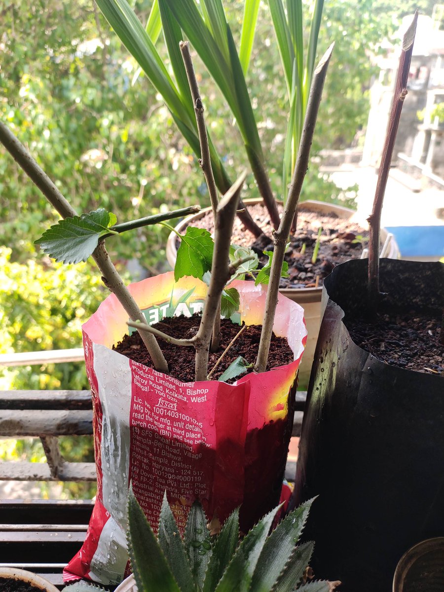 3d_india's tweet photo. Trying to root the Mulberry plant cutting in water and Soil. Will it root in water? Will have to see if it roots well in water or soil.
#50trees #fiftytreesofMumbai #GardeningTwitter #GardenersWorld @seasonwatch_in #Mulberry https://t.co/MIWysIVVcm