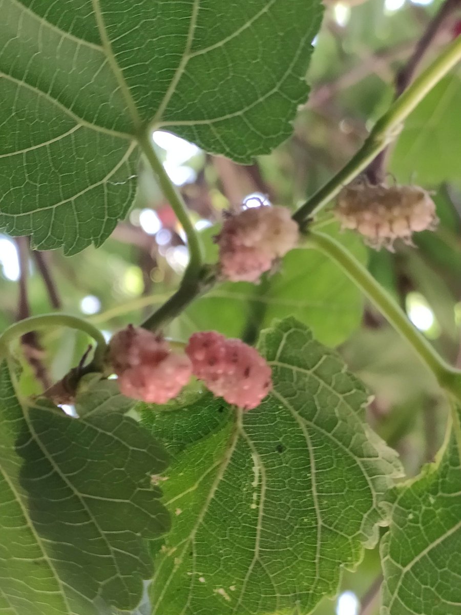 3d_india's tweet photo. Trying to root the Mulberry plant cutting in water and Soil. Will it root in water? Will have to see if it roots well in water or soil.
#50trees #fiftytreesofMumbai #GardeningTwitter #GardenersWorld @seasonwatch_in #Mulberry https://t.co/MIWysIVVcm