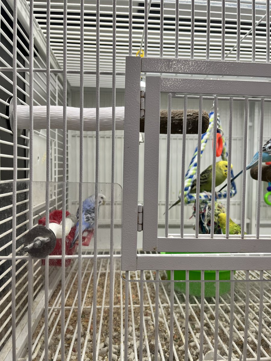 She_She_Sheesh's tweet photo. @petsuppliesplus in Lee’s Summit MO doesn’t know how to adequately care for #parakeets they’re selling-Providing only perches made for large parrots. #Budgies must have perches made for their size feet. Otherwise they begin to suffer. Mgr says her hands are tied. I call #BS https://t.co/m7KU0n8pRN