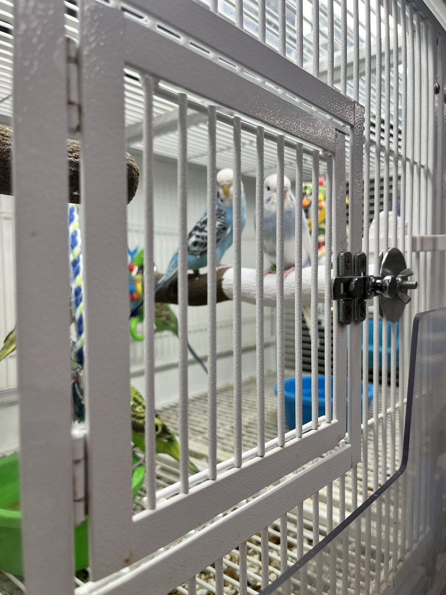She_She_Sheesh's tweet photo. @petsuppliesplus in Lee’s Summit MO doesn’t know how to adequately care for #parakeets they’re selling-Providing only perches made for large parrots. #Budgies must have perches made for their size feet. Otherwise they begin to suffer. Mgr says her hands are tied. I call #BS https://t.co/m7KU0n8pRN