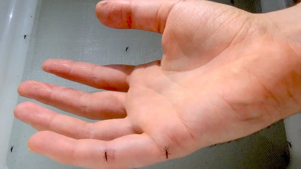 모기는 알 낳아야 하는 암컷만 문다. 수컷은 식물 수액을 핥는다. 이렇게 알았지만 힌줄숲모기와 이집트숲모기는 수컷도 사람에 덤벼드는 사실이 밝혀졌다. 피를 빨기 위해서가 아니라 암컷을 만나기 위해서다. 원문은 댓글에.
hani.co.kr/arti/animalpeo…