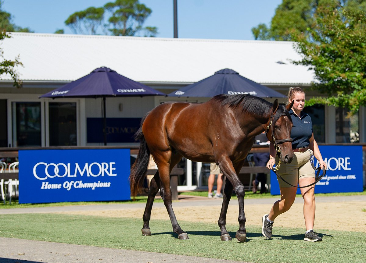 Coolmore Australia on Twitter "Another busy day of inspections today