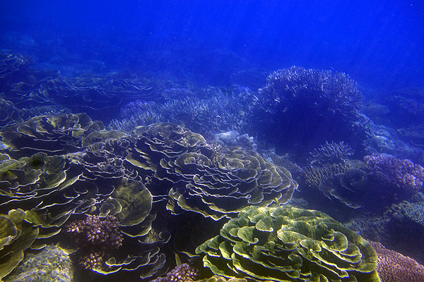 Amazing snorkelling at new secret spot at Fitzroy Island, #GreatBarrierReef yday. Healthy Montipora & Acropora as far as the eye could see! Very different to the current state of the fringing reef just around the corner in Welcome Bay
@RRF_GBR 
#wildoz #underwater
#LoveTheReef