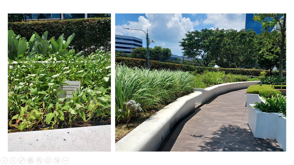 wlai010's tweet photo. Read this article on ST: https://t.co/rpASHf6m9l

Gardening has multiple beneficial effects, which include building mental resilience, improving mental well-being and promoting physical activities 
@ArtsAgeingNTU ; #artaging; #AG6309Wk4AY22T3 https://t.co/QzWrwpIBPG