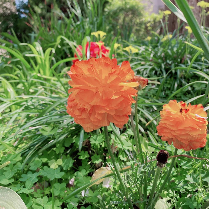 毎年恒例の花見散歩3枚目の花名前なんて言うんだろ スプレーでプシュッてするホイップクリームみたいな形(?)でカワイイ 