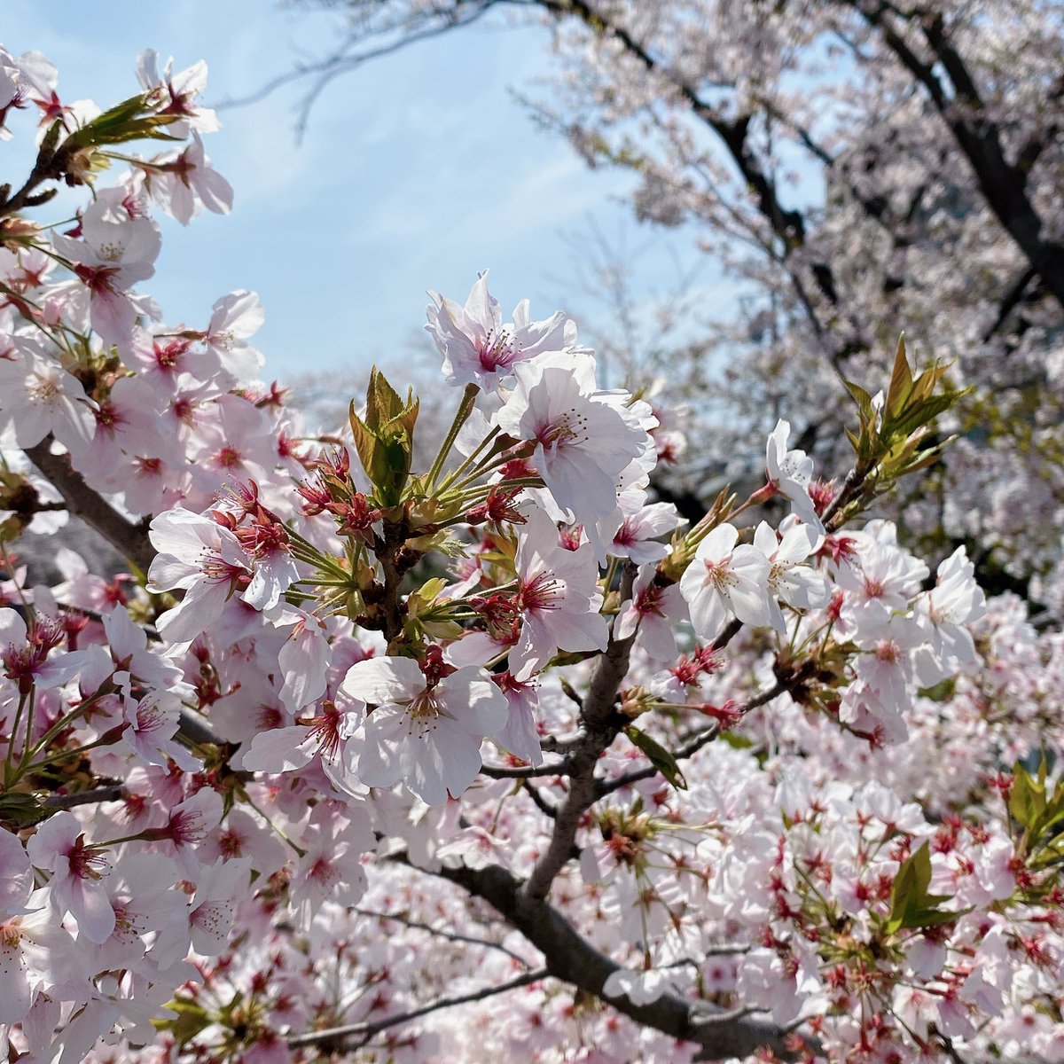 「毎年恒例の花見散歩3枚目の花名前なんて言うんだろ スプレーでプシュッてするホイッ」|ひよこ餅のイラスト