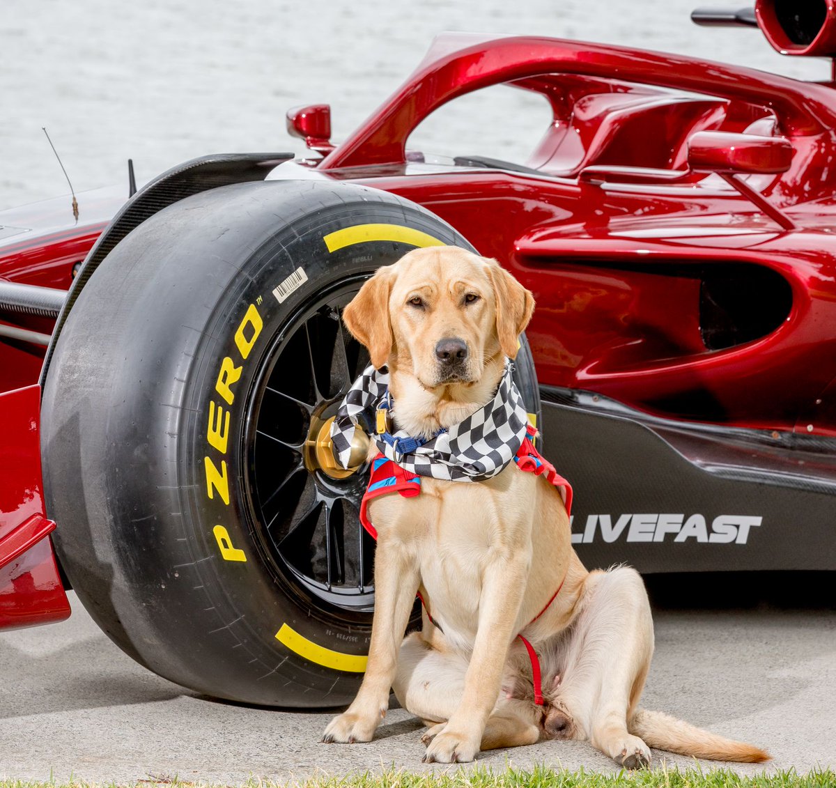 HMCAHelpForKids's tweet photo. Assistance Dogs Australia (ADA) is a registered charity providing highly trained and fully accredited Assistance Dogs to children and adults living with disability.

Check out the Puppy Pit Stop stand at the Formula 1 Australian Grand Prix this weekend. https://t.co/CQ6x0stkep