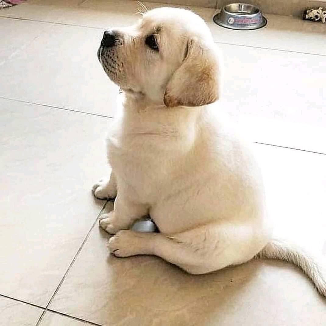 DogsLifeFanClu1's tweet photo. "Stop everything you're doing and take a moment to appreciate the pure cuteness of Labrador puppies! 🐶❤️ Nothing compares to the joy and love that these furry little friends bring to our lives. #LabradorPuppies #PuppyLove #Adorable" 🐾 https://t.co/1NzWLhNJpg