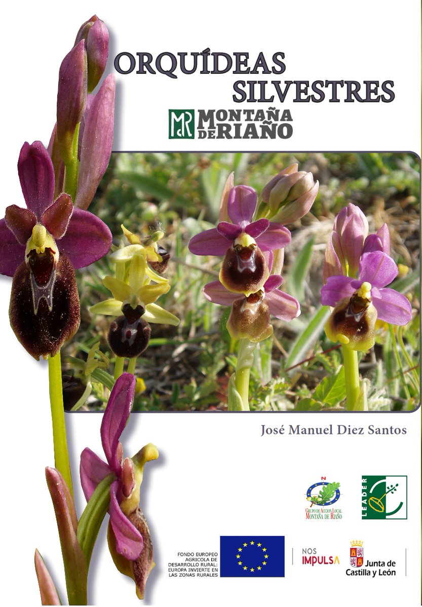 Guía de las orquídeas silvestres de la Montaña de Riaño (León). Descargable en PDF libre y gratuito.
jolube.wordpress.com/2023/03/30/orq…