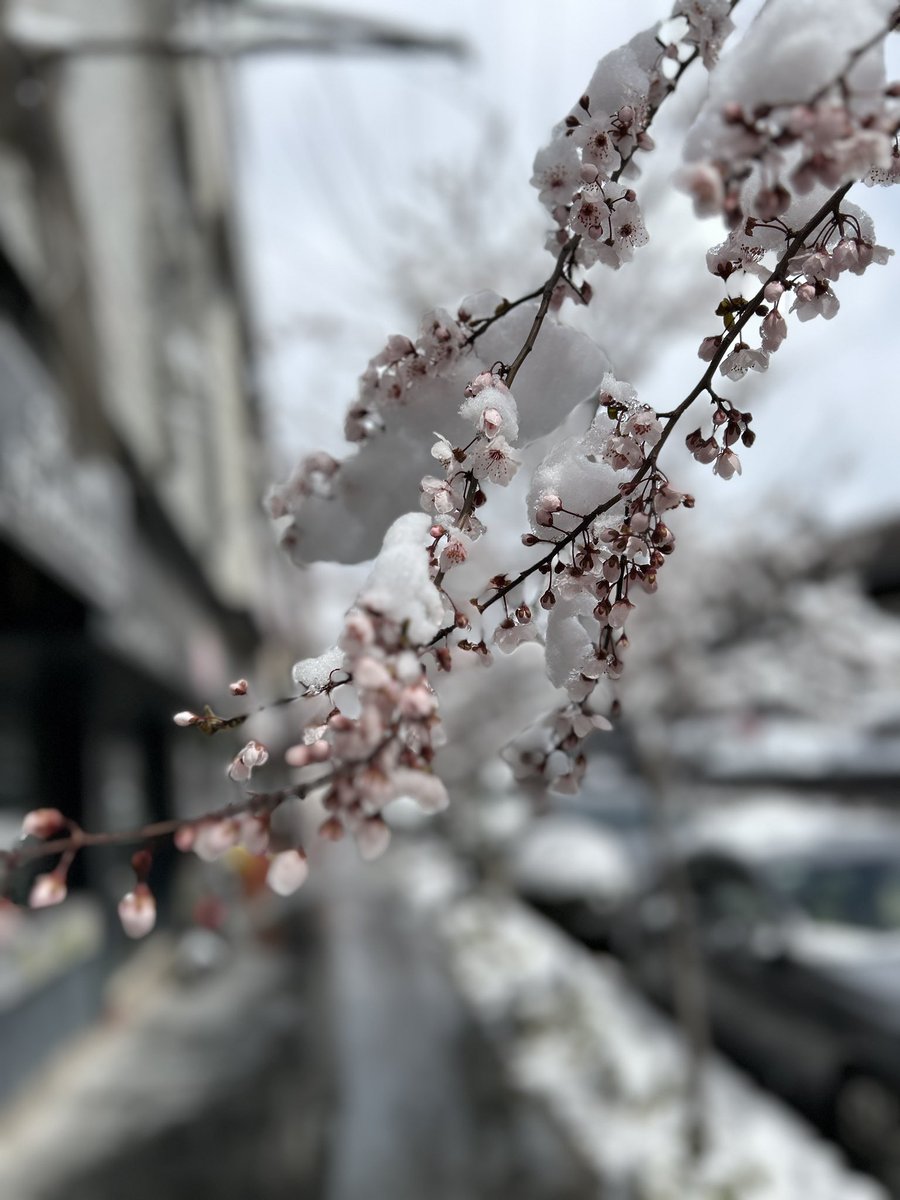 Kar yağdı çiçeklerimizin üstüne. 
#snow 
#flover