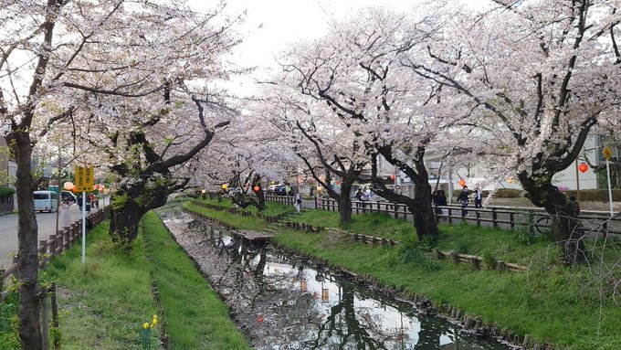 月がきれい聖地の桜 定点観測 (@ 氷川橋 in 川越市, 埼玉県)  