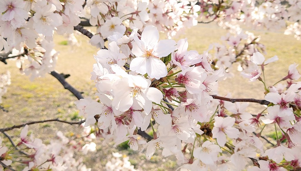「桜満開でした(*・×・*) 」|津久井 紫乙 ☘ 4月も忙しいです /ご依頼一時停止中/お返事のんびりのイラスト