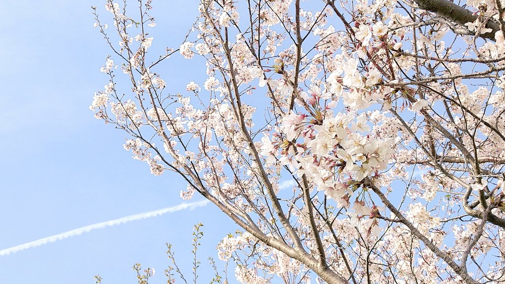 「桜満開でした(*・×・*) 」|津久井 紫乙 ☘ 4月も忙しいです /ご依頼一時停止中/お返事のんびりのイラスト
