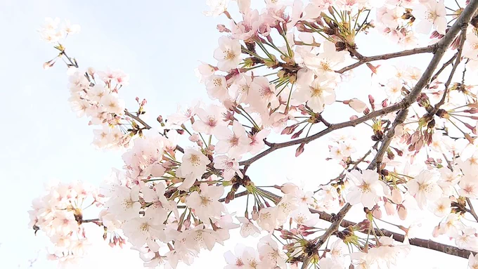 桜満開でした(*・×・*) 