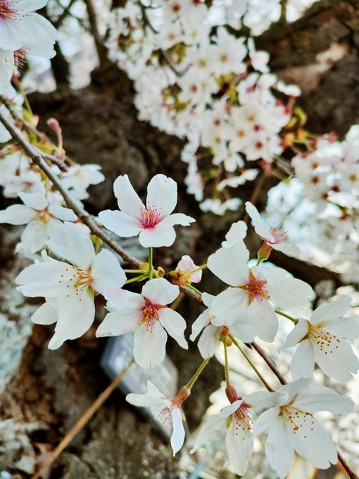 桜が咲いてるよー春だねぇ\(。`・ω・')/ 