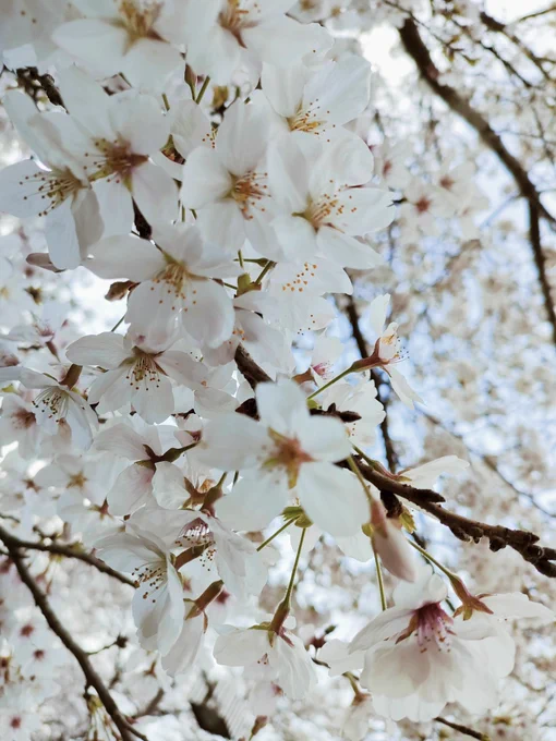 桜が咲いてるよー春だねぇ\(。`・ω・')/ 