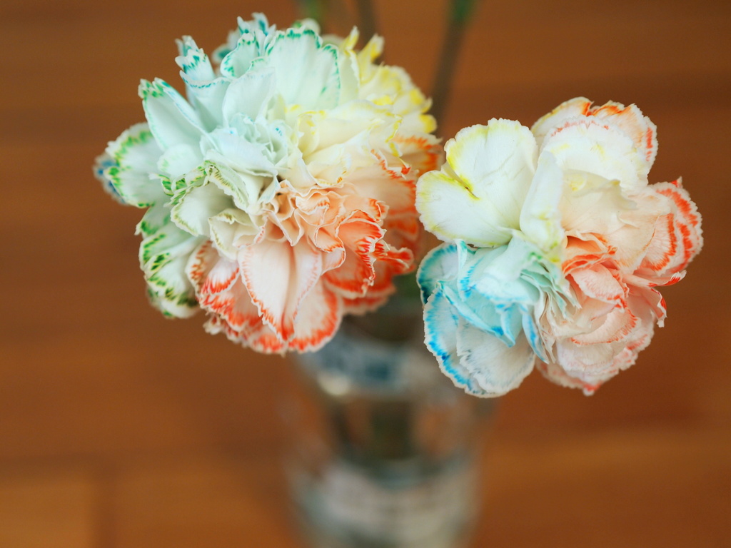 FizzicsEd's tweet photo. Make coloured petals science experiment
https://t.co/ImFo8uXbd0
#STEM #fizzicsed #scied #ntchat #homeschool https://t.co/z5HXgYhmor