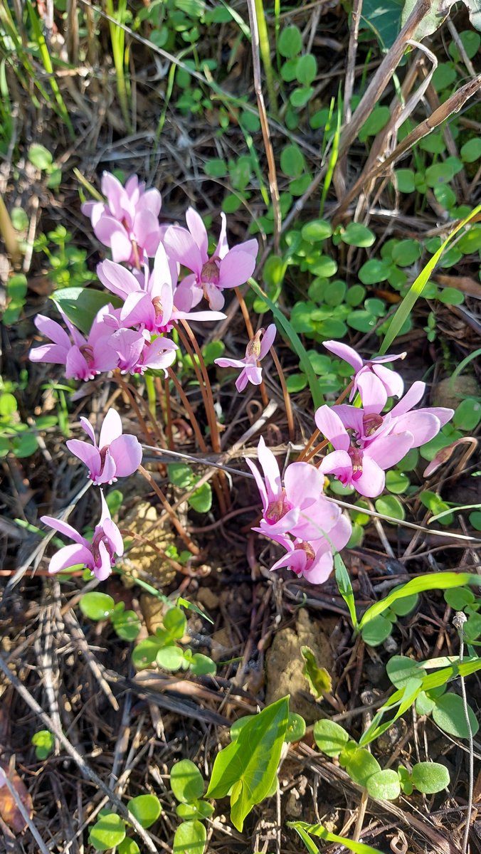 LittleIremia's tweet photo. Lovely spring time again, with green grass growing back in the olive groves & lovely Cyclamen flowering too.
#flower #plant #cyclamen #cyclamenflower #corfu #corfuvibes #corfugram #corfutown #chlomos #corfuislandgreece #corfu🇬🇷 #corfunature #corfuisland #corfugreece #korfu https://t.co/DgPy0CdAWx