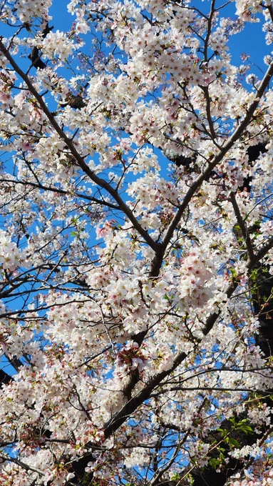 有給消化ニートしてると心にも身体にもよろしくないのでお散歩で桜を見に来た 