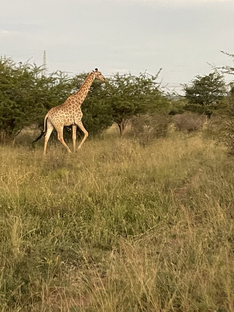 BrightonEcology's tweet photo. It’s been 3 years since our last visit to Mankwe. Another great #ecology and #conservation #fieldtrip. Thank you for having us @NkombiP. Students discussed current wildlife issues. Lots more to come once I have sorted through my gazillion photos. @uniofbrighton @brightonecosoc https://t.co/Hnns1XO5B0