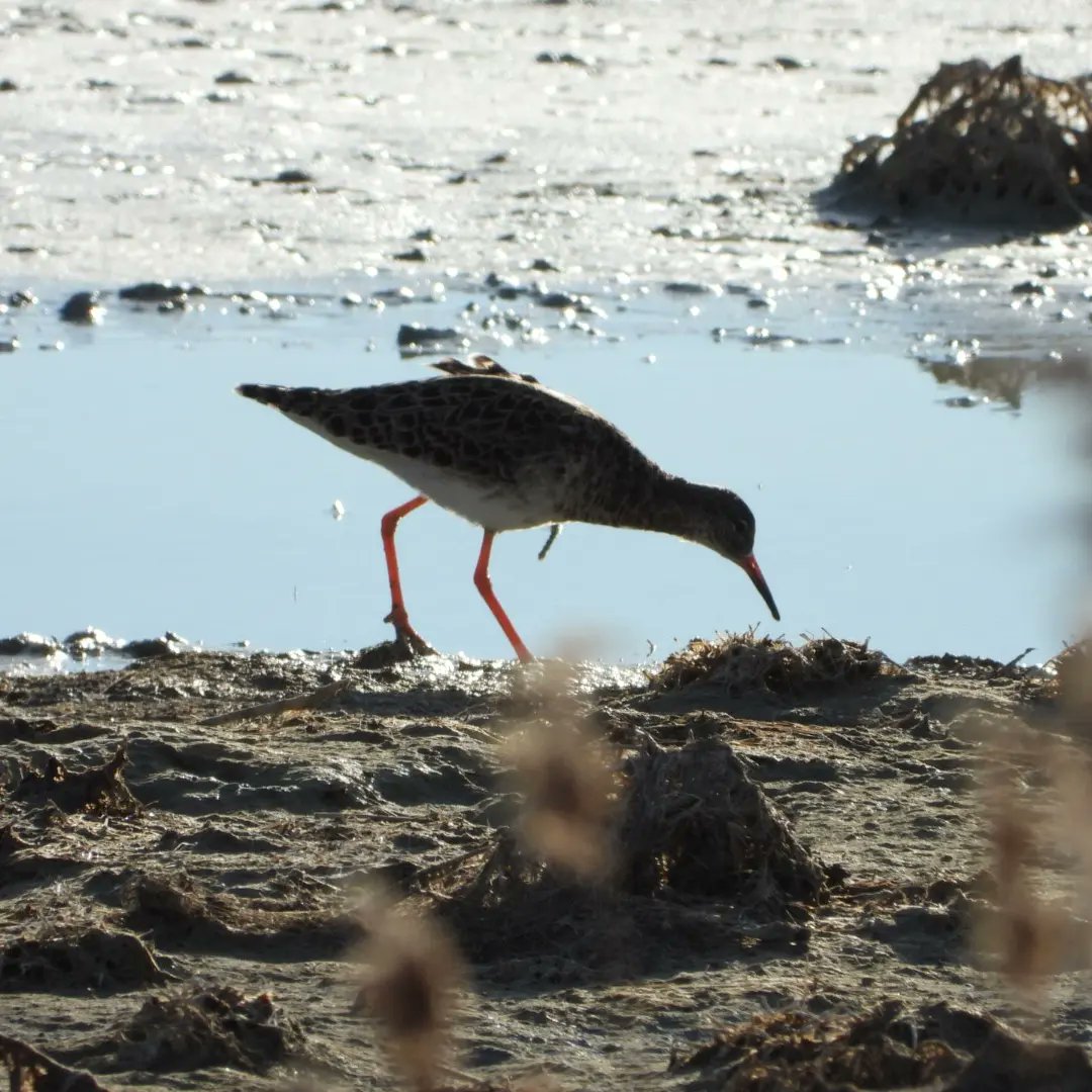 Las altas temperaturas hacen que las capas de sal, ya aparezcan en las orillas. Pero las avocetas, cigueñuelas, recién llegadas ya acompañan a los flamencos y otras limícolas.