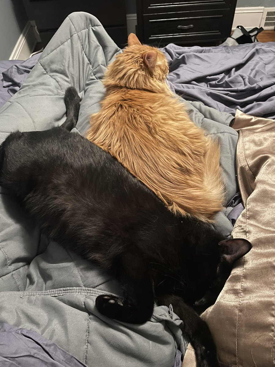 ColonelOcelot's tweet photo. Oh they missed me for sure https://t.co/8vkxzjXn3Q