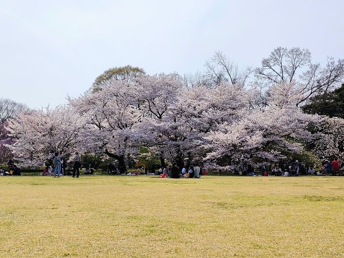 京都府立植物園
広場の桜を遠巻きに見ながらおやつタイム😋
これがお花見ってやつか…! 