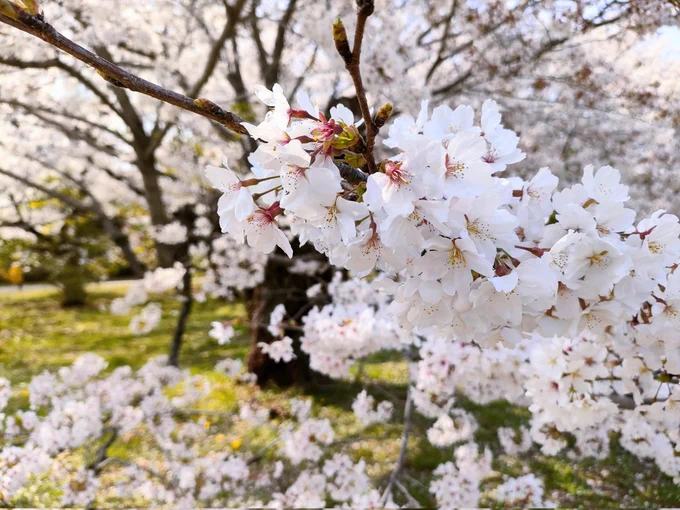 京都府立植物園広場の桜を遠巻きに見ながらおやつタイムこれがお花見ってやつか…! 