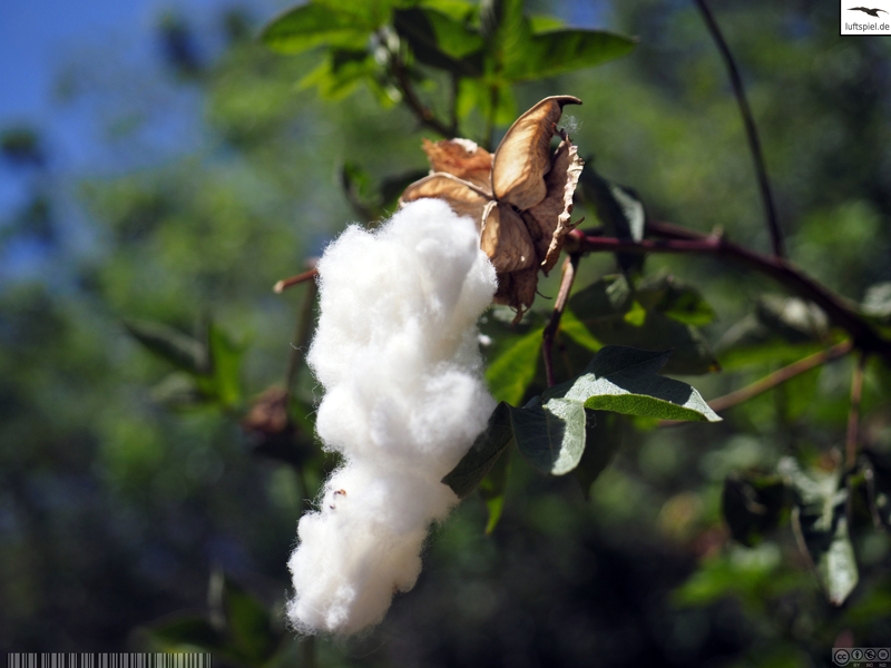 luft_spiel's tweet photo. Pullover tree / Pullover-Baum
 
#Baum #baumwolle #Blatt #cotton #green #grün #leaf #nature #tree #weiss #white

https://t.co/D4tC6rfHxE https://t.co/CZU3ycowdA